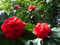vignette Rhododendron Taurus au 04 04 17