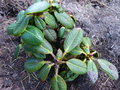 vignette Rhododendron exasperatum (barbata) feuillage au 04 04 17