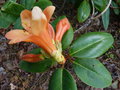 vignette Rhododendron cinnabarinum gros plan au 04 04 17