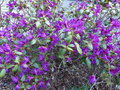 vignette Rhododendron concinnum pseudohyantinum au 04 04 17