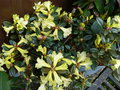 vignette Rhododendron burmanicum très fleuri au 04 04 17