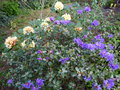 vignette Rhododendron Blue tit devant Invitation au 04 04 17