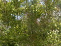 vignette Melaleuca pustulata immense en début de floraison au 04 04 17