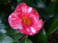 vignette Camellias japonica R.L.Wheeler variegated gros plan d'uns fleur particulière au 04 04 17