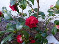 vignette Camellia japonica Tom Knudsen au 04 04 17