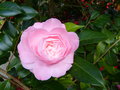 vignette Camellia japonica Cherryl Lynn gros plan au 04 04 17