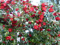 vignette Camellia japonica Grand Prix immensément fleuri au 04 04 17