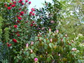 vignette Floraison camellia et Rhododendron williamsianum au 04 04 17