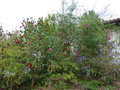 vignette Floraisons sur le petit chemin, Stachyurus salicifolius, Camellia, Rhododendron, Illicium simonsii au 04 04 17