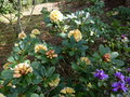 vignette Rhododendron Invitation à double corolle au 03 04 17