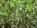 vignette Prosopis chilensis