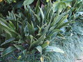 vignette Rohdea japonica / Orontium liliifolium