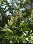 vignette Prunus laurocerasus rotundifolia