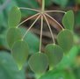 vignette Stauntonia hexaphylla   /   Lardizabalaceae  / Core, Japon