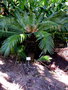 vignette Cycas revoluta ,(cycadaceae) , Japon