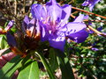 vignette Rhododendron augustinii green eyes autre gros plan au 06 04 17