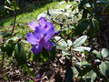 vignette Rhododendron augustinii Blaney's blue gros plan au 06 04 17