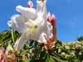 vignette Rhododendron loderi King Georges qui ouvre ses fleurs énormes et parfumées au 06 04 17