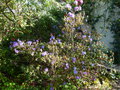 vignette Rhododendron Saint Tudy au 06 04 17