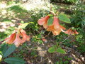 vignette Rhododendron cinnabarinum gros plan au 06 04 17