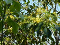 vignette Pittosporum brevicalyx qui commence en fleurs et très parfumé au 06 04 17