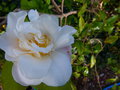 vignette Camellia Scentuous joliment parfumé au 06 04 17