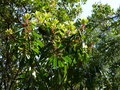 vignette Daphniphyllum macropodum nouvelles pousses au 06 04 17