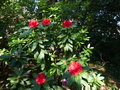 vignette Rhododendron Taurus au 06 04 17