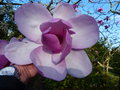 vignette Magnolia Iolanthe gros plan de l'immense fleur au 11 03 17