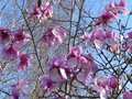 vignette Magnolia Iolanthe magnifique au 14 03 17