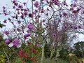 vignette Magnolia Iolanthe et Rhododendron viallii au 13 03 17