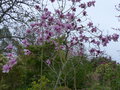 vignette Magnolia Iolanthe aux énormes fleurs au 17 03 17