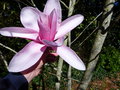 vignette Magnolia Star Wars gros plan des immenses fleurs de 32 cm au 16 03 17