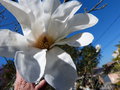 vignette Magnolia loebneri Merrill autre gros plan au 16 03 17