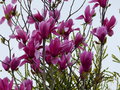 vignette Magnolia Galaxy aux grandes fleurs au 20 03 17