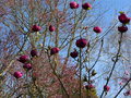 vignette Magnolia Black Tulip dans son environnement au 14 03 17