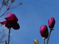 vignette Magnolia Black Tulip gros plan au 09 03 17