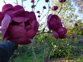 vignette Magnolia Black Tulip gros plan des fleurs très foncées au 16 03 17