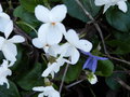 vignette Viola alba/violette blanche
