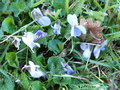 vignette Viola alba/violette blanche