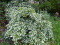vignette Loropetalum chinense immensément fleuri au 02 04 17