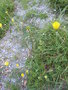 vignette Ranunculus bulbosus/renoncule bulbeuse