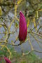vignette Magnolia liliiflora 'Nigra'