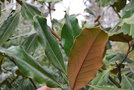 vignette Magnolia grandiflora 'Purpan'