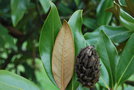 vignette Magnolia grandiflora 'Salicifolia'