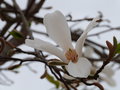 vignette Magnolia (fleur)  Lussac-les-Chteaux