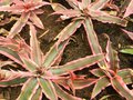 vignette Cryptanthus bivittatus 'Pink Starlite'