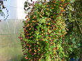 vignette Tropaeolum tricolorum = Tropaeolum tricolor