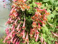 vignette Tropaeolum pentaphyllum - Capucine tubreuse