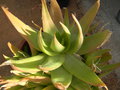 vignette Aloe deltoideodonta 'Fallax'